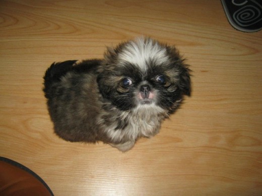 Mi bello Aquiles a punto de cumplir sus 2 meses de vida. Mi bello Aquiles a punto de cumplir sus 2 meses de vida.